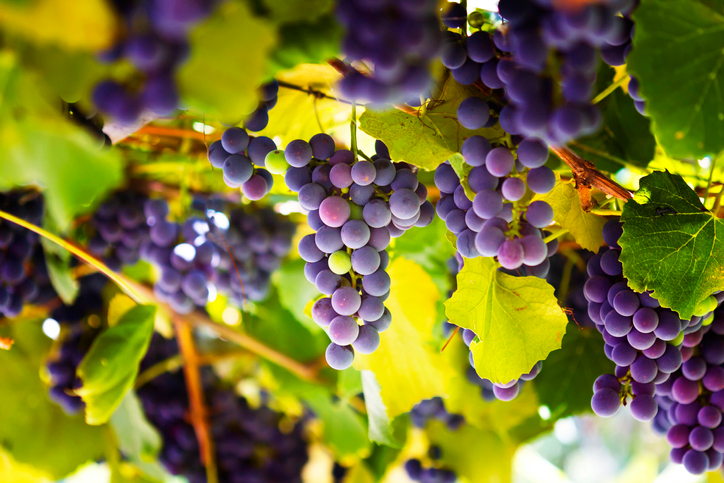 6 Health Benefits of Eating Grapes