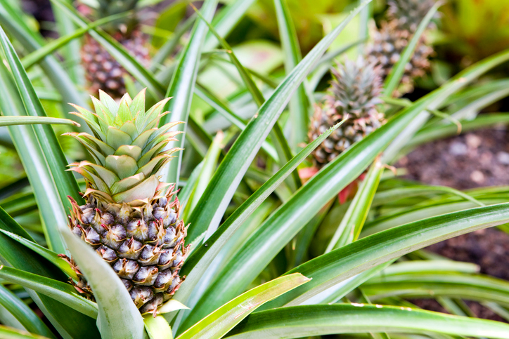 4 Health Benefits of Pineapple