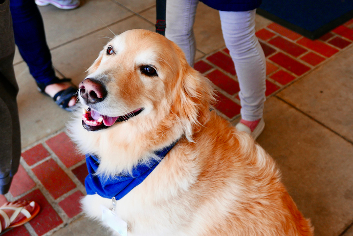 7 Ways Therapy Dogs Help Seniors